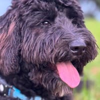 Simba - Rüde, Hund zur Adoption