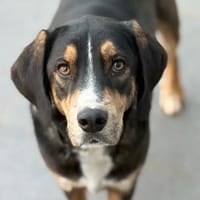 MR. WANG - fröhlicher, lieber Hundejunge, Hund zur Adoption