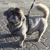 Jonny sucht ein ruhiges Plätzchen, Hund zur Adoption