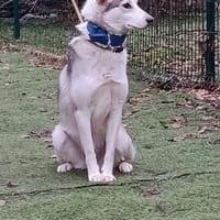 DORI - junge, freundliche Hundin, Hündin zur Adoption