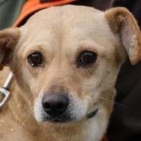 Kiani - verschmust u. sehr lieb, Hündin zur Adoption