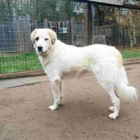 Ally, Hündin zur Adoption