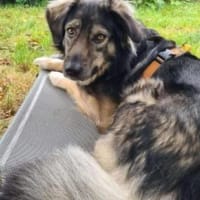 Kaja H - Die Hübsche 💕, Hündin zur Adoption