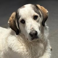 LEOPOLD - aufgeweckt, freundlich, sozial, Hund zur Adoption