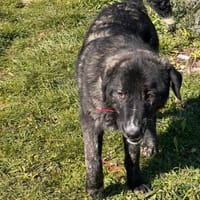 TIGER - aufgewecktes, fröhliches Mädchen, Hündin zur Adoption