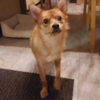 🌟 Diva sucht ihr Für-immer-Zuhause! 🌟, Hündin zur Adoption