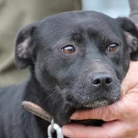 Bonni - kinderlieb u. sehr verspielt, Hund zur Adoption