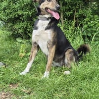 Kara, Hündin zur Adoption