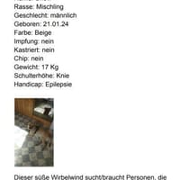 Snow, Hund zur Adoption