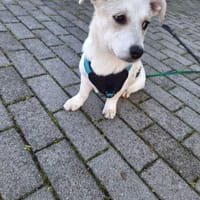 Daria sucht ihr kuscheliges Bettchen, Hündin zur Adoption