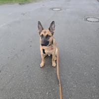 Fönis aktiver Mali Mix, Hund zur Adoption