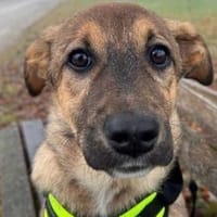 LIESCHEN - auf PS in Bayern!, Hündin zur Adoption