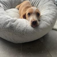 Lani sucht ihre Menschen🐾💗, Hündin zur Adoption