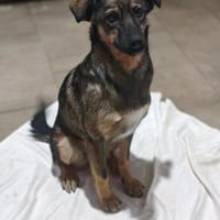💕Dana💕 sucht ihre Menschen🐾💕🐾, Hündin zur Adoption