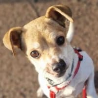 Gordi verlor sein Zuhause, Hund zur Adoption