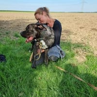 Ulli - sucht Paten, Hund zur Adoption