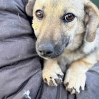 Ylvie, Hündin zur Adoption