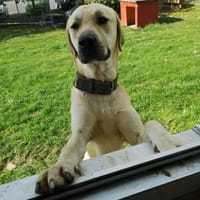 Loki, sanftmütiges Riesenbaby, Hund zur Adoption