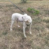 Danny sehr sozial und lieb, Hund zur Adoption