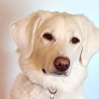 Familie für Naomi gesucht, Hündin zur Adoption