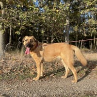 Franka, Hündin zur Adoption