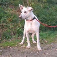 Blonda, Hündin zur Adoption