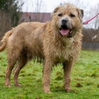 Hanibal, Hund zur Adoption