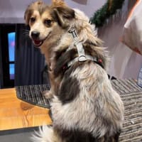 Mocca - freundlich, verträglich - in DE, Hund zur Adoption