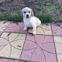 Lida sucht ein Zuhause, Hündin zur Adoption