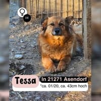 Sanfte TESSA sucht DICH, Hündin zur Adoption