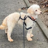 Level, zauberhafte Pudeldame geb. 2020, Hündin zur Adoption