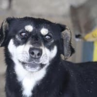 Klein Yaya ist aufgeschlossen und lieb, Hündin zur Adoption