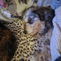 Süßer Wuschel, Hund zur Adoption