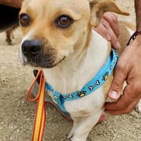 Leo, freundlich, neugierig, offen, Hund zur Adoption