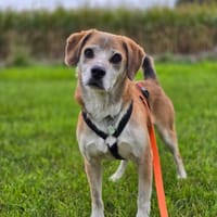 Atreju auf Pflegestelle, Hund zur Adoption