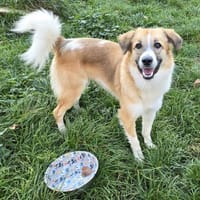 Bildhübsche Emmi, Hündin zur Adoption