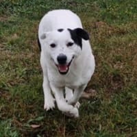 Nina ist freundlich und aktiv, Hündin zur Adoption