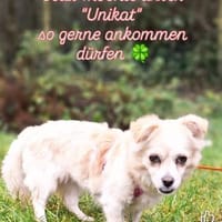 Püppi möchte dich kennenlernen.., Hündin zur Adoption