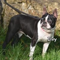 ILVY, Hündin zur Adoption