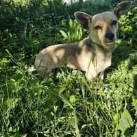 kleine Hündin Georgina sucht DICH, Hündin zur Adoption