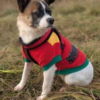 Lilly glaubt an ein Weihnachtswunder, Hündin zur Adoption