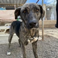 Dana, Hündin zur Adoption