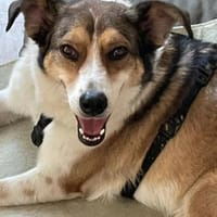 Cassy ist einfach eine Traumhündin!, Hündin zur Adoption