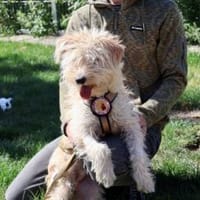 Freddie ist bereit für deine Abenteuer, Hund zur Adoption