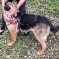 Persy sucht liebevolles Zuhause, Hündin zur Adoption