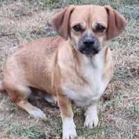 Truck möchte ein tolles Leben, Hund zur Adoption