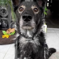Marlo sucht SEINE MENSCHEN, Hund zur Adoption