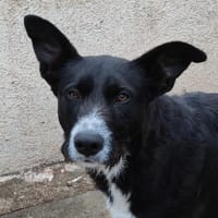 Mora, Hündin zur Adoption