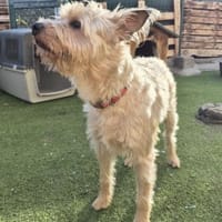 ROCKY 🌟 sozial mit ALLEM!, Hund zur Adoption