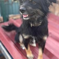 MIMO ❤ sozial, brav, wunderbar!, Hund zur Adoption